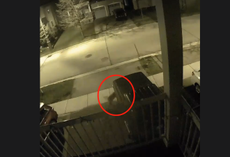 【视频】多伦多华人妈妈带两娃家门口遇袭：大型犬猛窜+直扑！