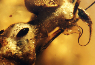 以色列在琥珀中发现 9900万年前罕见昆虫