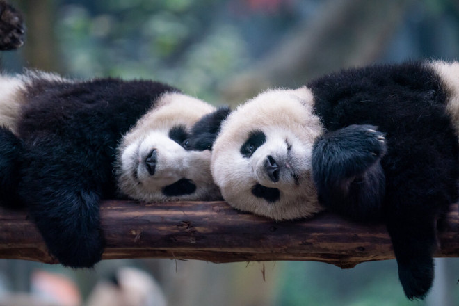 美国动物园将再次迎来中国大熊猫- 纽约时报中文网