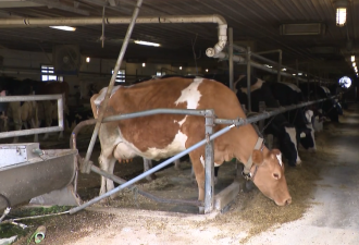 蔓延多地！北美奶牛爆发高致病性病毒！加拿大被警告：快监测牛奶
