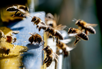 崩溃：凿开卧室墙壁 惊现5万只蜜蜂 蜂巢有100磅