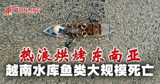 热浪烘烤东南亚越南水库鱼类大规模死亡| 国际| 東方網馬來西亞東方日報