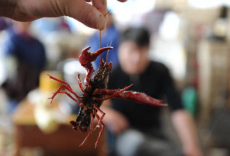 中国小龙虾批发价“大跳水” 1个月暴跌7成