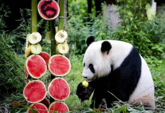 动物园被挤“爆” 中国年轻人为何爱逛动物园
