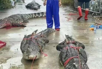 广东4只鳄鱼逃出养殖场 或攻击人类