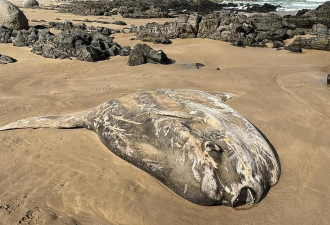 澳海滩惊现“温柔巨人尸体”当地人打卡