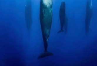 抹香鲸睡觉充满仪式感：像沉木一样 垂直立水下