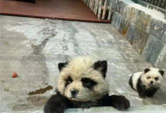 泰州动物园回应&quot;熊猫犬&quot;争议: 特地引进,当时已染