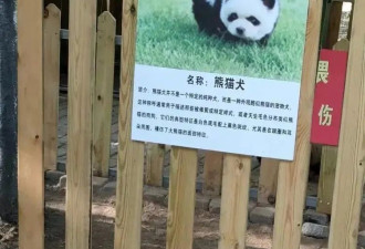 泰州动物园回应&quot;熊猫犬&quot;争议: 特地引进,当时已染