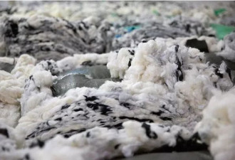 研究调查：19%美国与全球零售商品含新疆棉