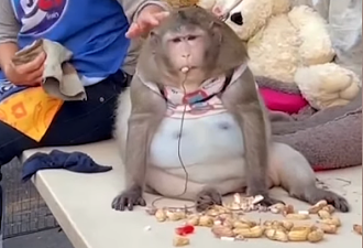 曼谷“世界最肥弥猴”6岁短命亡！游客整天喂垃圾食物！