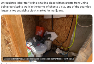 不会英语、自生自灭！无证中国劳工被“卖”去种大麻