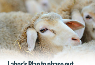 澳洲宣布禁止活羊出口！养羊户崩溃