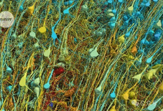 十年磨一图 谷歌震撼发布纳米级人脑图谱