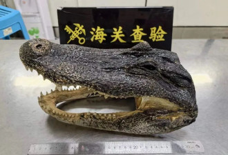 深圳湾口岸查了一个鳄鱼头重量达1.5千克