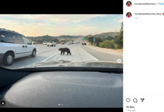 黑熊闯上洛杉矶县繁忙高速,交通瘫痪
