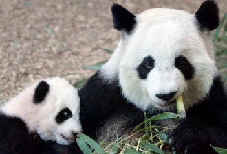 美国最后一组大熊猫将在今秋离开返回中国