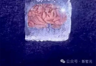 复旦大学复活冷冻18个月“人脑细胞”刷新纪录登国际期刊