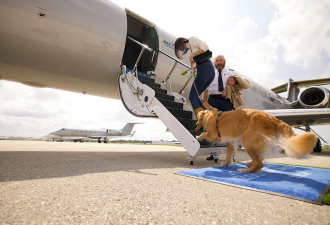 全球第一家狗狗专属航班起航！机票售价这个数
