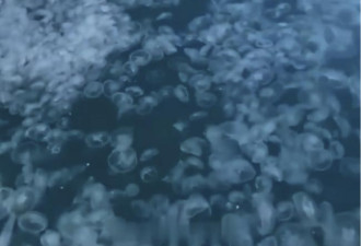 大量水母入侵俄罗斯黑海 网笑 : 快叫中国人来吃