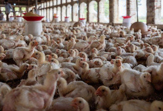 超50万只鸡被“销毁”！澳农场爆发禽流感