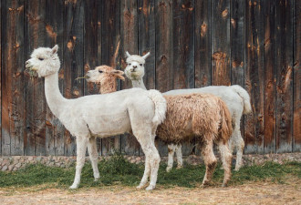 美国农场禽流感疫情 首度发现羊驼感染