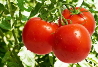 为什么现在的西红柿越来越没味了