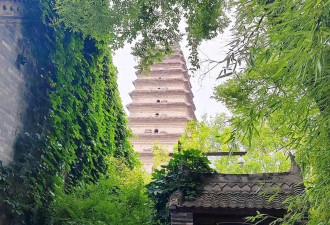 小雁塔下的绣球花开 初夏西安的千年古寺