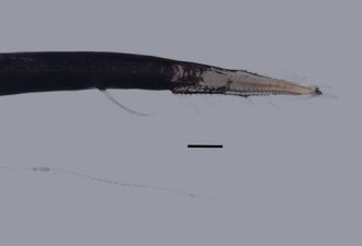 纽西兰深海惊现神秘“龙鱼”新物种 散布发光器官