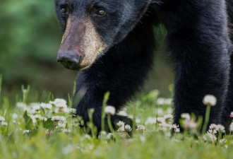 震惊：加州首起案件！黑熊杀人且啃食尸体…
