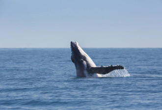 观鲸，跑步，美食 来昆士兰享受反季清凉