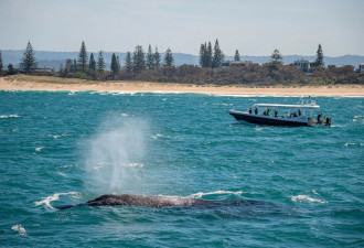 观鲸，跑步，美食 来昆士兰享受反季清凉