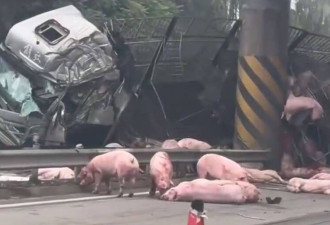 中国载猪车高速公路自撞翻车 满地猪尸惨况曝