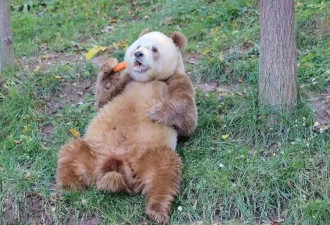 再现棕色熊猫，珍稀变种引发全球关注！