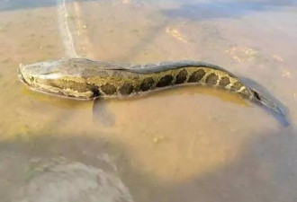 “蛇头鱼”入侵美国:会爬行 离水能呼吸…恐酿生态浩劫
