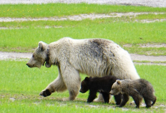 加拿大稀有白色灰熊和两只幼崽车祸丧生