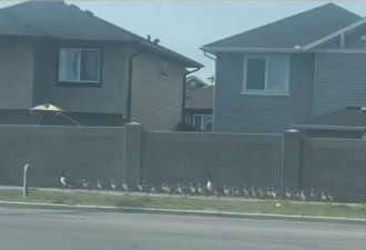 【视频】太萌了！加拿大鹅一大家子上街遛弯 步道都被占满了