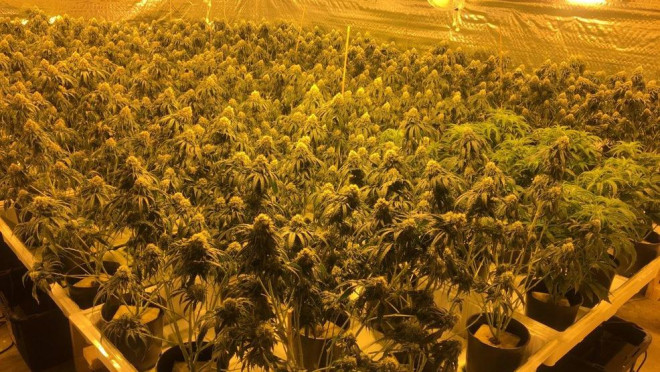 各地警方严打非法大麻种植,切莫以身试法! - 法保网