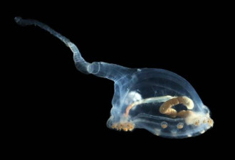 “透明海参”华丽现身 太平洋发现多种神秘生物