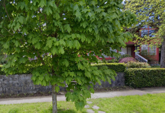 加拿大华人卖掉400万元豪宅后继续住下！打官司还赢了