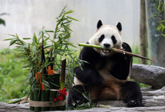 大熊猫福宝回国首秀 狂吃竹子蛋糕