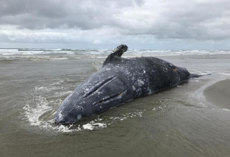 又是气候变迁 研究：太平洋岸灰鲸体长变短13%