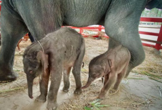 一声巨响 36岁亚洲象生下罕见“龙凤胎”象宝宝