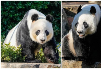 做法罕见！中国让澳洲某程度“自选熊猫”