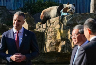 做法罕见！中国让澳洲某程度“自选熊猫”