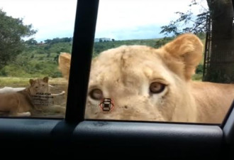 一家人车游野生动物园 母狮突靠近开了门