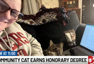 美国小猫念了4年大学后 获得[文学博士]学位