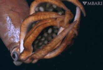神秘深海乌贼育卵画面曝光 揭开繁殖之谜