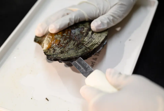 别人论磅她论个！华女一个牡蛎卖70刀，开店生意爆满