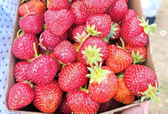 冲鸭！多伦多周边12个草莓采摘农场！还能看小动物！周末走起~